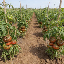 Tomato Medusa Vegetable Seeds for Home Gardening