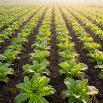 Strela Green Lettuce Seeds for Home Gardens