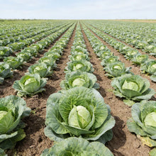 Greyhound Heirloom Cabbage Seeds for Home Garden