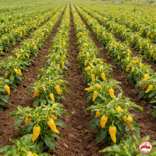 Fatalii Pepper Seeds for Home and Garden Planting