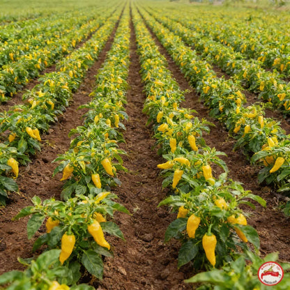 Fatalii Pepper Seeds for Home and Garden Planting