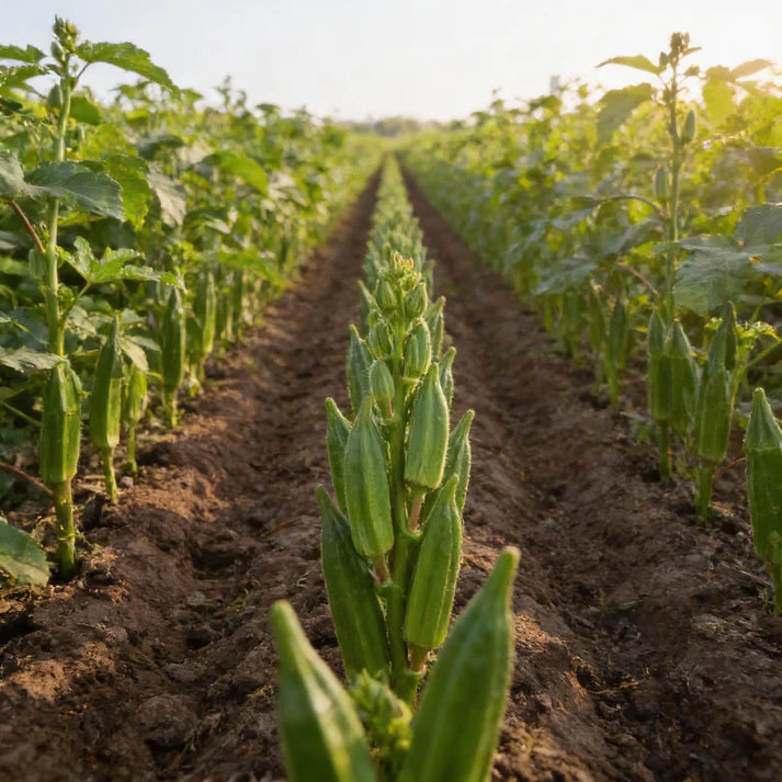 Star of David Okra Seeds for Home Gardening