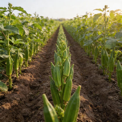 Star of David Okra Seeds for Home Gardening