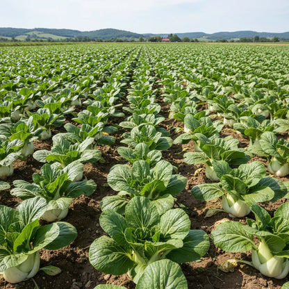 Pak Choi Extra Dwarf Seeds for Home Garden