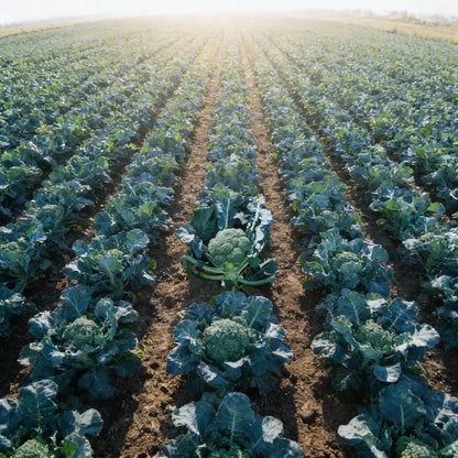 Marvel F1 Broccoli Hybrid Seeds for Home Garden