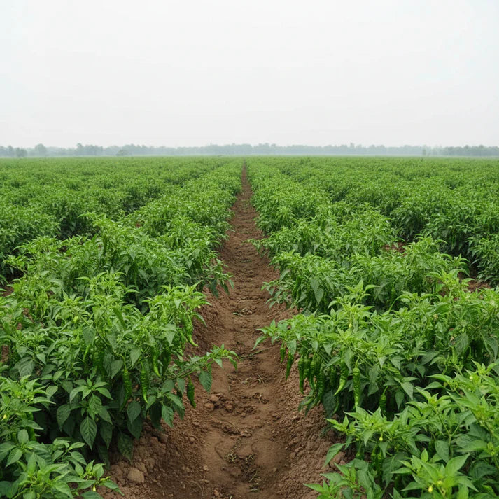 Thai Dragon Heirloom Chili Pepper Seeds – Chilli Seeds for Home Garden