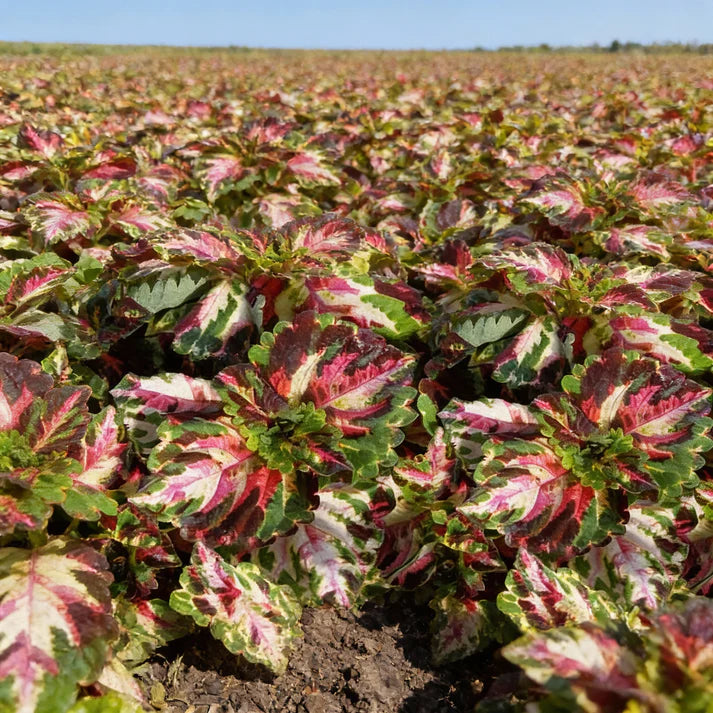 Heirloom Purple Red Brussels Sprout Seeds