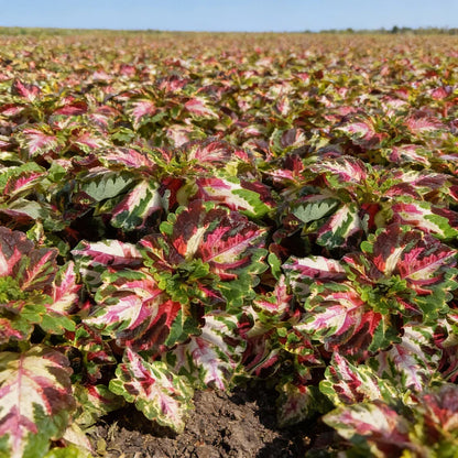 Heirloom Purple Red Brussels Sprout Seeds