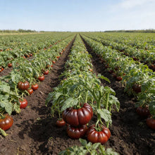 Organic India Seeds - Chyornyi Slon Russian Heirloom Tomato Seeds – Tomato Seeds for Home Garden