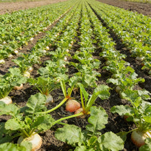 Golden Beet Root Seeds for Home Garden Planting
