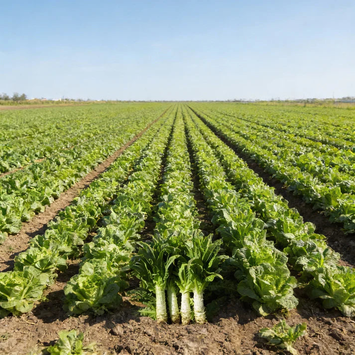 Organic Celtuce Stem Lettuce Seeds for Home Garden