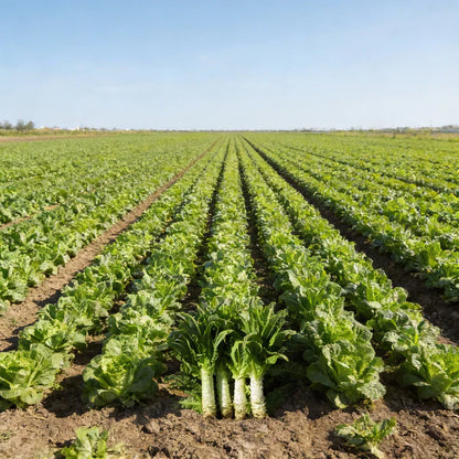 Organic Celtuce Stem Lettuce Seeds for Home Garden