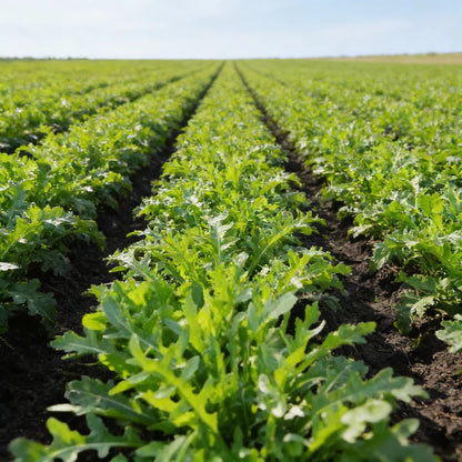 Cultivate Rocket Seeds for Home Garden