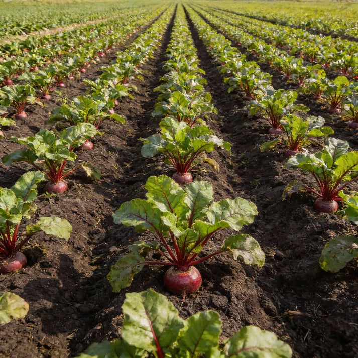 Ruby Queen Beetroot Seeds for Home Garden Planting