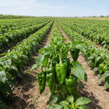 Organic India Seeds – Green Padron Pepper Seeds – Pepper Seeds for Home Garden