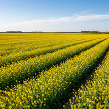 Heirloom Mustard Seeds for Home Garden