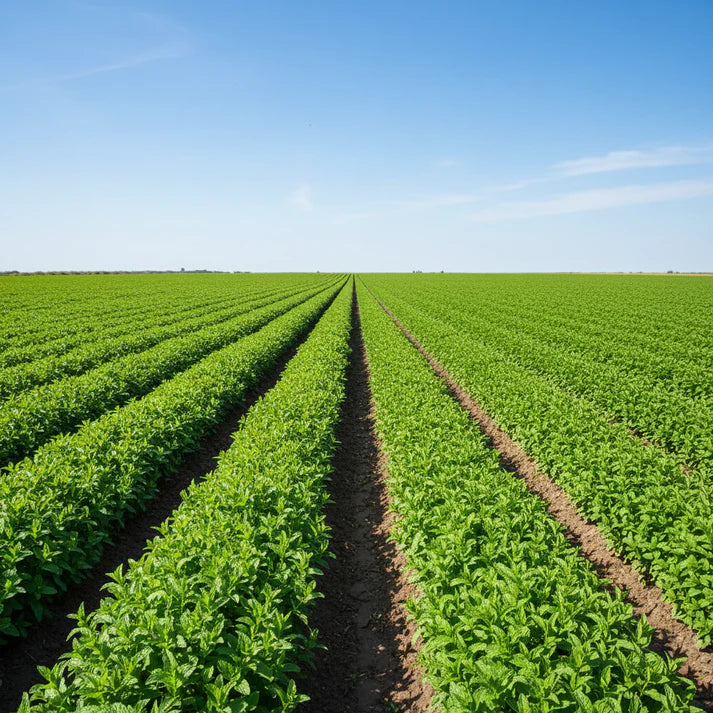 Green Dixie Lee Vegetable Mix Seeds