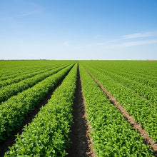 Green Dixie Lee Vegetable Mix Seeds