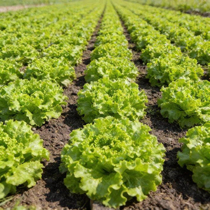 Tripoli Lettuce Seeds for Home Garden