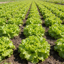 Tripoli Lettuce Seeds for Home Garden