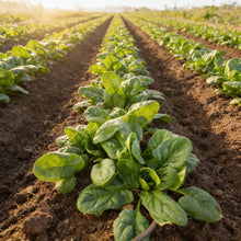 Nobel Spinach Seeds for Home Gardens