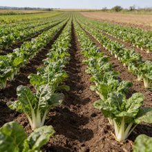 Silverbeet Silverton Seeds for Home Garden