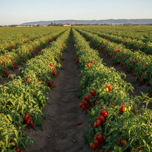 Tomato Jersey Devil Seeds for Home Garden Planting