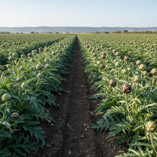 Artichoke Green Purple Seeds for Home Garden