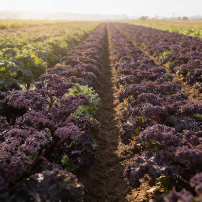 Redbor Kale Seeds for Home Gardens
