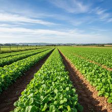 American Land Cress Seeds for Home Garden