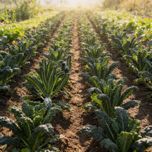 Kale Nero Di Toscana Seeds for Home Gardening