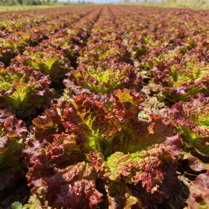 Lollo Rosso Lettuce Seeds for Home Garden