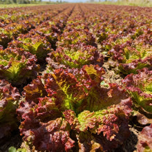Lollo Rosso Lettuce Seeds for Home Garden