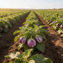 Eggplant Rosa Bianca Seeds for Home Garden