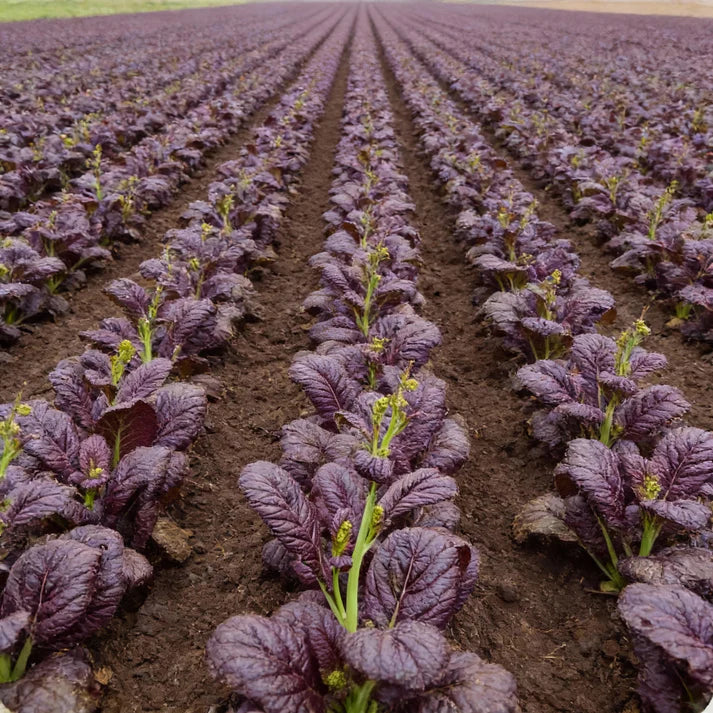 Osaka Purple Mustard Seeds for Home Garden