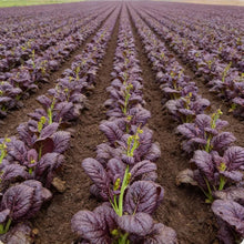 Osaka Purple Mustard Seeds for Home Garden
