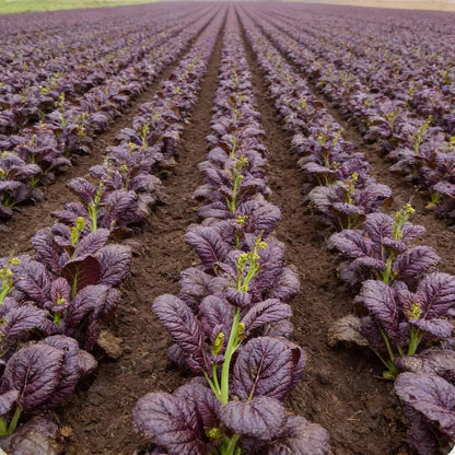 Osaka Purple Mustard Seeds for Home Garden