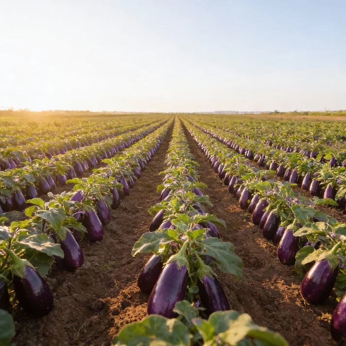 Aubergine Moneymaker F1 Seeds for Home Garden