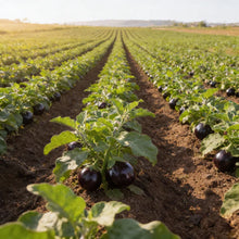 Eggplant Black Beauty Seeds for Home Garden