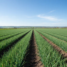 Leek Stamford Seeds for Home Garden Planting