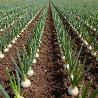 Leek Tadorna Seeds for Planting