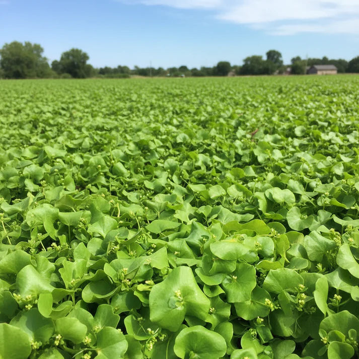 Miners Lettuce Seeds for Home Garden