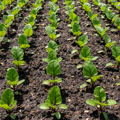 Red Beetroot Seeds for Home Vegetable Gardens