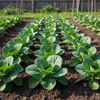 Brassica Oleracea Seeds for Planting &nbsp;