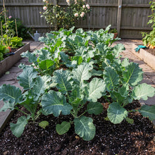 Calabrese Green Sprouting Broccoli Seeds