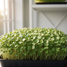 Tender Cabbage Sprouts Seeds for Planting