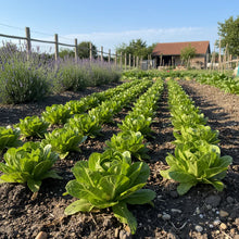 Chicory Palla Rossa Seeds for Home Garden