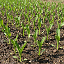 Green Choysum Seeds for Planting