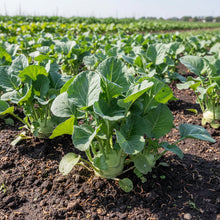 Green Kohlrabi Heirloom Vegetable Seeds