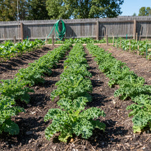 Greenpeace Kale Seeds for Home Garden